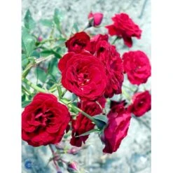 'Velvet Cover'® Rosa X 'Velvet Cover'® (Bunddækkerose) A-Kvalitet,- Barrods Roser Min. 3 Grene -Osmoz Naturens Butik fi5277 rosa velvet cover poulria n 9205