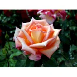 'Victor Borge'™ Rosa X 'Victor Borge'™ (Storblomstrende) A-Kvalitet,- Barrods Roser Min. 3 Grene 18 'Victor Borge'™ Rosa X 'Victor Borge'™ (Storblomstrende) A-Kvalitet,- Barrods Roser Min. 3 Grene -Osmoz Naturens Butik fi5283 rosa victor borge poulvue n 221f
