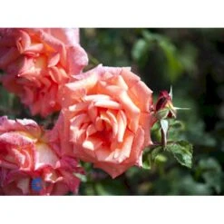 'Victor Borge'™ Rosa X 'Victor Borge'™ (Storblomstrende) A-Kvalitet,- Barrods Roser Min. 3 Grene 17 'Victor Borge'™ Rosa X 'Victor Borge'™ (Storblomstrende) A-Kvalitet,- Barrods Roser Min. 3 Grene -Osmoz Naturens Butik fi5283 rosa victor borge poulvue n 7414