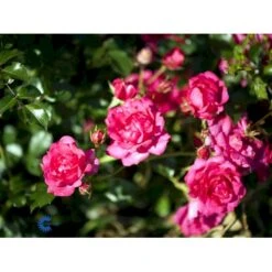 'Viking'® Rosa X 'Viking'® (Bunddækkerose) A-Kvalitet,- Barrods Roser Min. 3 Grene 16 'Viking'® Rosa X 'Viking'® (Bunddækkerose) A-Kvalitet,- Barrods Roser Min. 3 Grene -Osmoz Naturens Butik fi5287 rosa viking 0946