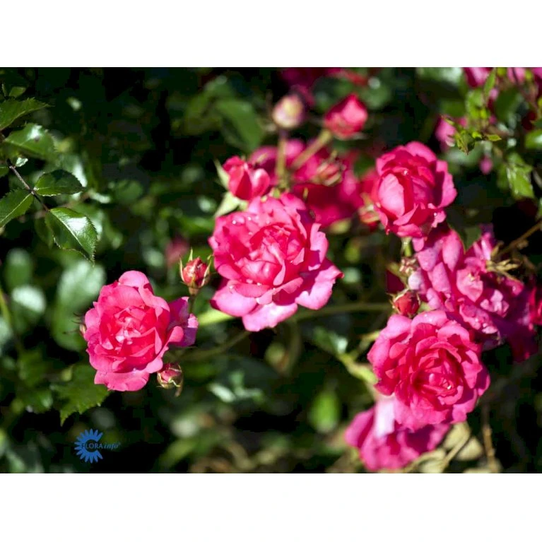 'Viking'® Rosa X 'Viking'® (Bunddækkerose) A-Kvalitet,- Barrods Roser Min. 3 Grene 9 'Viking'® Rosa X 'Viking'® (Bunddækkerose) A-Kvalitet,- Barrods Roser Min. 3 Grene - Billede 7