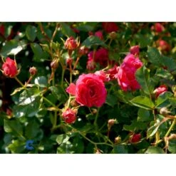 'Viking'® Rosa X 'Viking'® (Bunddækkerose) A-Kvalitet,- Barrods Roser Min. 3 Grene 17 'Viking'® Rosa X 'Viking'® (Bunddækkerose) A-Kvalitet,- Barrods Roser Min. 3 Grene -Osmoz Naturens Butik fi5287 rosa viking 11f8
