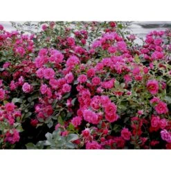 'Viking'® Rosa X 'Viking'® (Bunddækkerose) A-Kvalitet,- Barrods Roser Min. 3 Grene 15 'Viking'® Rosa X 'Viking'® (Bunddækkerose) A-Kvalitet,- Barrods Roser Min. 3 Grene -Osmoz Naturens Butik fi5287 rosa viking 6203