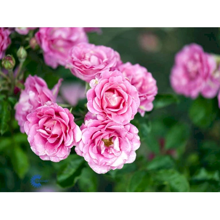 'Violet™ Hit'® Rosa X 'Violet™ Hit'® (Miniaturerose) A-Kvalitet,- Barrods Roser Min. 3 Grene 9 'Violet™ Hit'® Rosa X 'Violet™ Hit'® (Miniaturerose) A-Kvalitet,- Barrods Roser Min. 3 Grene - Billede 7