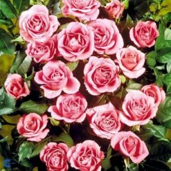 'Violet™ Hit'® Rosa X 'Violet™ Hit'® (Miniaturerose) A-Kvalitet,- Barrods Roser Min. 3 Grene 19 'Violet™ Hit'® Rosa X 'Violet™ Hit'® (Miniaturerose) A-Kvalitet,- Barrods Roser Min. 3 Grene -Osmoz Naturens Butik fi5290 rosa violet poultin n b3e6