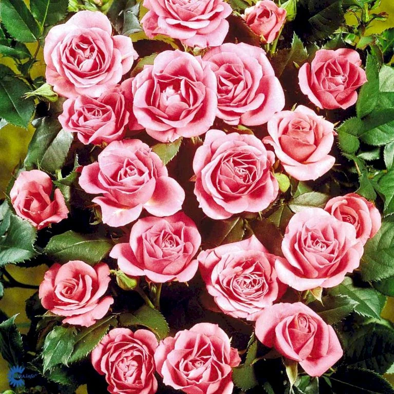 'Violet™ Hit'® Rosa X 'Violet™ Hit'® (Miniaturerose) A-Kvalitet,- Barrods Roser Min. 3 Grene 11 'Violet™ Hit'® Rosa X 'Violet™ Hit'® (Miniaturerose) A-Kvalitet,- Barrods Roser Min. 3 Grene - Billede 9