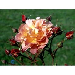 'Westerland'® Rosa X 'Westerland'® (Slyngrose) A-Kvalitet,- Barrods Roser Min. 3 Grene 26 'Westerland'® Rosa X 'Westerland'® (Slyngrose) A-Kvalitet,- Barrods Roser Min. 3 Grene -Osmoz Naturens Butik fi5307 rosa westerland 97e8