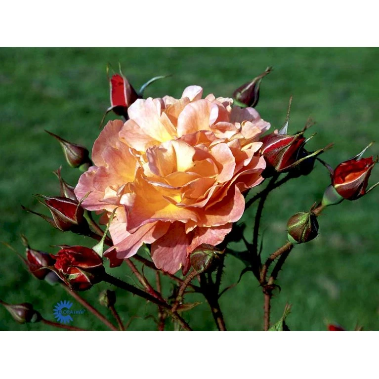 'Westerland'® Rosa X 'Westerland'® (Slyngrose) A-Kvalitet,- Barrods Roser Min. 3 Grene 14 'Westerland'® Rosa X 'Westerland'® (Slyngrose) A-Kvalitet,- Barrods Roser Min. 3 Grene - Billede 12
