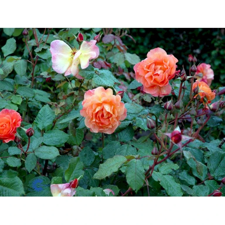 'Westerland'® Rosa X 'Westerland'® (Slyngrose) A-Kvalitet,- Barrods Roser Min. 3 Grene 11 'Westerland'® Rosa X 'Westerland'® (Slyngrose) A-Kvalitet,- Barrods Roser Min. 3 Grene - Billede 9