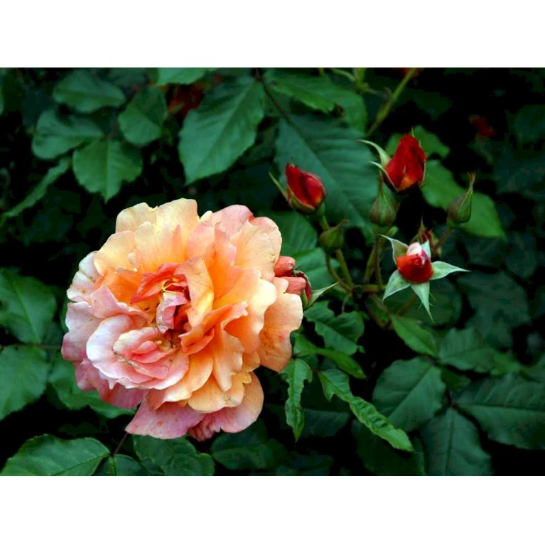'Westerland'® Rosa X 'Westerland'® (Slyngrose) A-Kvalitet,- Barrods Roser Min. 3 Grene 13 'Westerland'® Rosa X 'Westerland'® (Slyngrose) A-Kvalitet,- Barrods Roser Min. 3 Grene - Billede 11
