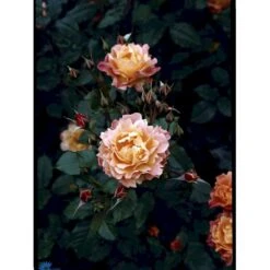 'Westerland'® Rosa X 'Westerland'® (Slyngrose) A-Kvalitet,- Barrods Roser Min. 3 Grene 27 'Westerland'® Rosa X 'Westerland'® (Slyngrose) A-Kvalitet,- Barrods Roser Min. 3 Grene -Osmoz Naturens Butik fi5307 rosa westerland b8a5