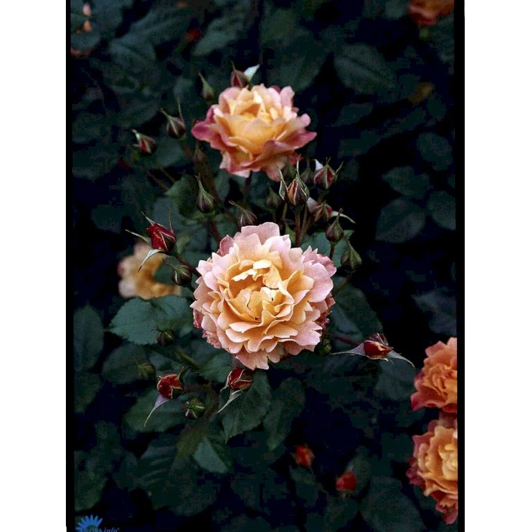 'Westerland'® Rosa X 'Westerland'® (Slyngrose) A-Kvalitet,- Barrods Roser Min. 3 Grene 15 'Westerland'® Rosa X 'Westerland'® (Slyngrose) A-Kvalitet,- Barrods Roser Min. 3 Grene - Billede 13