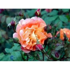 'Westerland'® Rosa X 'Westerland'® (Slyngrose) A-Kvalitet,- Barrods Roser Min. 3 Grene 24 'Westerland'® Rosa X 'Westerland'® (Slyngrose) A-Kvalitet,- Barrods Roser Min. 3 Grene -Osmoz Naturens Butik fi5307 rosa westerland f510