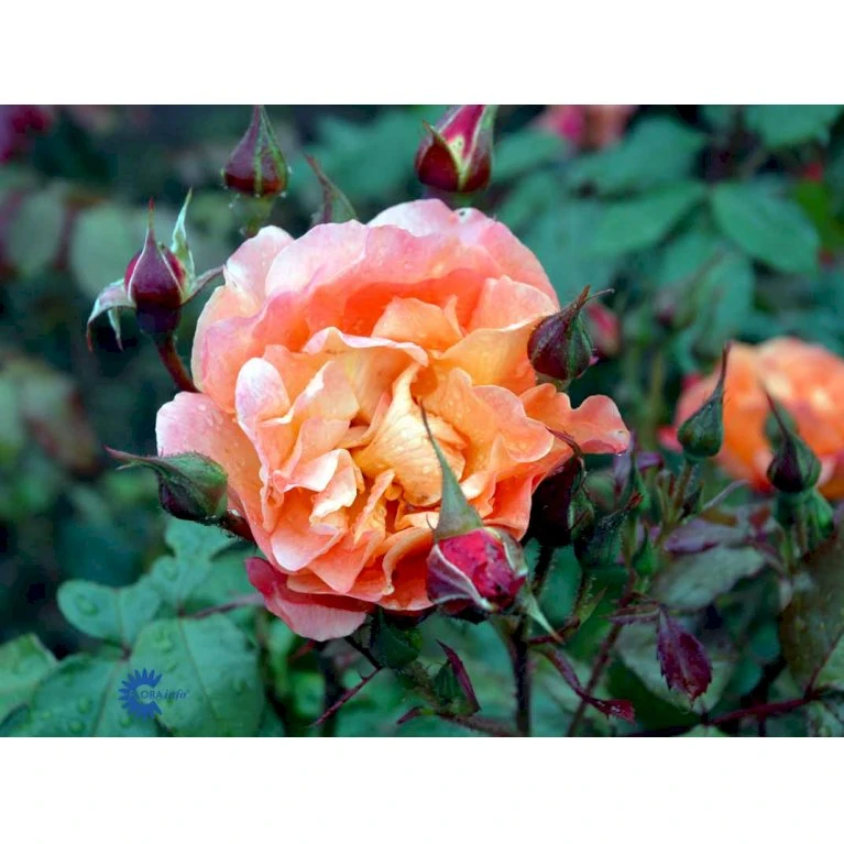 'Westerland'® Rosa X 'Westerland'® (Slyngrose) A-Kvalitet,- Barrods Roser Min. 3 Grene 12 'Westerland'® Rosa X 'Westerland'® (Slyngrose) A-Kvalitet,- Barrods Roser Min. 3 Grene - Billede 10