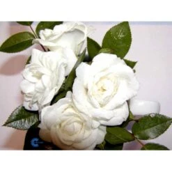 'White Cover'® Rosa X 'White Cover'® (Bunddækkerose) A-Kvalitet,- Barrods Roser Min. 3 Grene 29 'White Cover'® Rosa X 'White Cover'® (Bunddækkerose) A-Kvalitet,- Barrods Roser Min. 3 Grene -Osmoz Naturens Butik fi5313 rosa white cover poulcov n 2e03