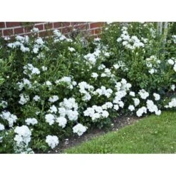 'White Cover'® Rosa X 'White Cover'® (Bunddækkerose) A-Kvalitet,- Barrods Roser Min. 3 Grene 24 'White Cover'® Rosa X 'White Cover'® (Bunddækkerose) A-Kvalitet,- Barrods Roser Min. 3 Grene -Osmoz Naturens Butik fi5313 rosa white cover poulcov n 6e37