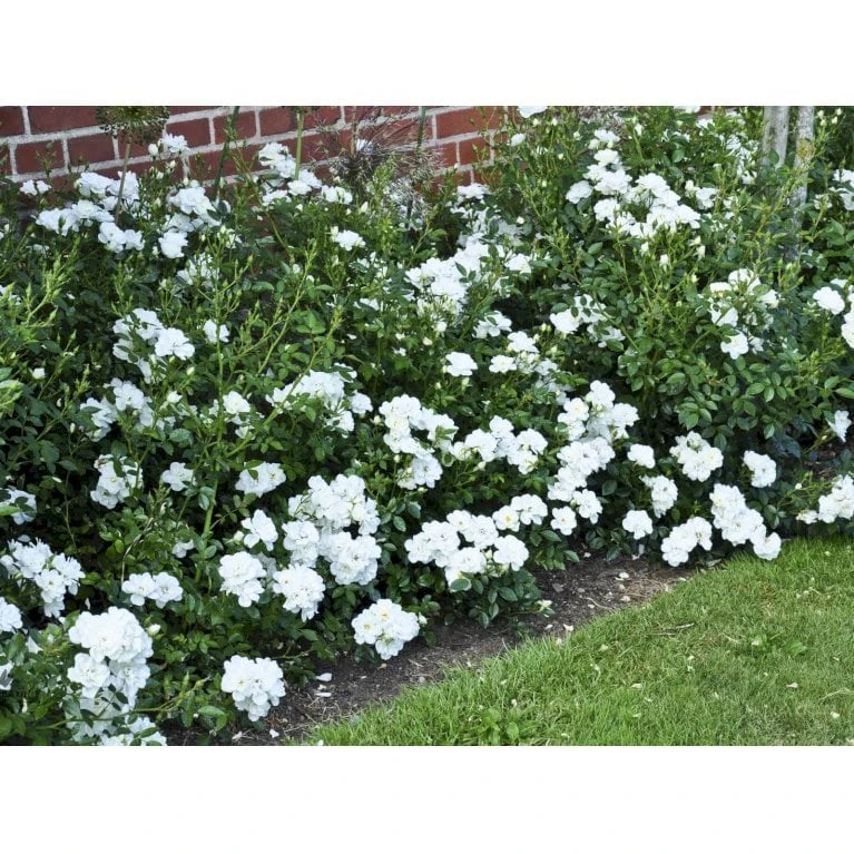 'White Cover'® Rosa X 'White Cover'® (Bunddækkerose) A-Kvalitet,- Barrods Roser Min. 3 Grene 11 'White Cover'® Rosa X 'White Cover'® (Bunddækkerose) A-Kvalitet,- Barrods Roser Min. 3 Grene - Billede 9
