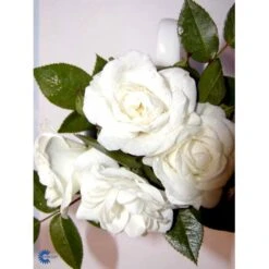 'White Cover'® Rosa X 'White Cover'® (Bunddækkerose) A-Kvalitet,- Barrods Roser Min. 3 Grene 28 'White Cover'® Rosa X 'White Cover'® (Bunddækkerose) A-Kvalitet,- Barrods Roser Min. 3 Grene -Osmoz Naturens Butik fi5313 rosa white cover poulcov n 849b