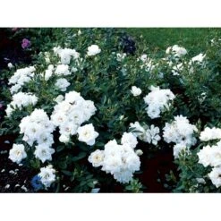'White Cover'® Rosa X 'White Cover'® (Bunddækkerose) A-Kvalitet,- Barrods Roser Min. 3 Grene 27 'White Cover'® Rosa X 'White Cover'® (Bunddækkerose) A-Kvalitet,- Barrods Roser Min. 3 Grene -Osmoz Naturens Butik fi5313 rosa white cover poulcov n 9218