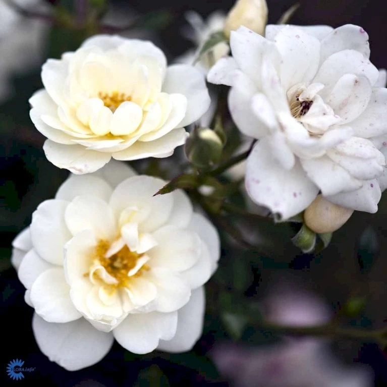 'White Cover'® Rosa X 'White Cover'® (Bunddækkerose) A-Kvalitet,- Barrods Roser Min. 3 Grene 12 'White Cover'® Rosa X 'White Cover'® (Bunddækkerose) A-Kvalitet,- Barrods Roser Min. 3 Grene - Billede 10