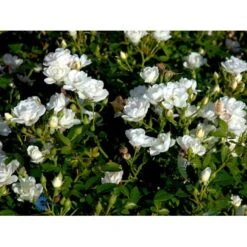 'White Cover'® Rosa X 'White Cover'® (Bunddækkerose) A-Kvalitet,- Barrods Roser Min. 3 Grene 26 'White Cover'® Rosa X 'White Cover'® (Bunddækkerose) A-Kvalitet,- Barrods Roser Min. 3 Grene -Osmoz Naturens Butik fi5313 rosa white cover poulcov n f3bb