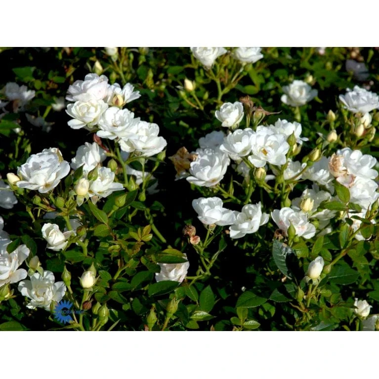 'White Cover'® Rosa X 'White Cover'® (Bunddækkerose) A-Kvalitet,- Barrods Roser Min. 3 Grene 13 'White Cover'® Rosa X 'White Cover'® (Bunddækkerose) A-Kvalitet,- Barrods Roser Min. 3 Grene - Billede 11