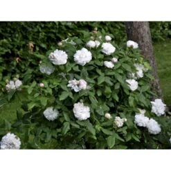'White Jacques Cartier' Rosa Portlandica 'White Jacques Cartier' (Portlandrose) A-Kvalitet,- Barrods Roser Min. 3 Grene -Osmoz Naturens Butik fi5316 rosa white jacques cartier 73af