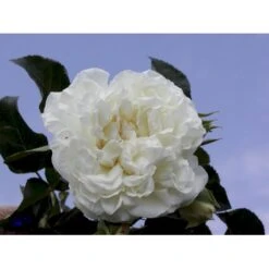 'White Meidiland' Rosa X 'White Meidiland' (Bunddækkerose) A-Kvalitet,- Barrods Roser Min. 3 Grene 10 'White Meidiland' Rosa X 'White Meidiland' (Bunddækkerose) A-Kvalitet,- Barrods Roser Min. 3 Grene -Osmoz Naturens Butik fi5318 rosa white meidiland 1d50