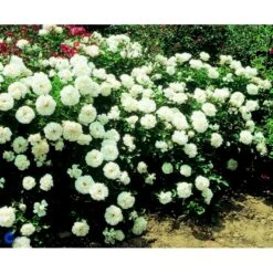 'White Meidiland' Rosa X 'White Meidiland' (Bunddækkerose) A-Kvalitet,- Barrods Roser Min. 3 Grene 11 'White Meidiland' Rosa X 'White Meidiland' (Bunddækkerose) A-Kvalitet,- Barrods Roser Min. 3 Grene -Osmoz Naturens Butik fi5318 rosa white meidiland 2618