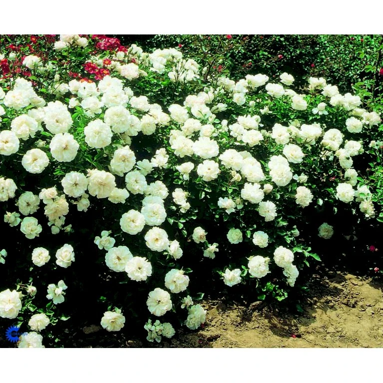 'White Meidiland' Rosa X 'White Meidiland' (Bunddækkerose) A-Kvalitet,- Barrods Roser Min. 3 Grene 7 'White Meidiland' Rosa X 'White Meidiland' (Bunddækkerose) A-Kvalitet,- Barrods Roser Min. 3 Grene - Billede 5