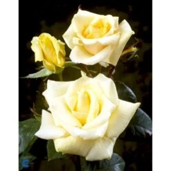 'White Nights'™ Rosa X 'White Nights'™ (Slyngrose) A-Kvalitet,- Barrods Roser Min. 3 Grene 12 'White Nights'™ Rosa X 'White Nights'™ (Slyngrose) A-Kvalitet,- Barrods Roser Min. 3 Grene -Osmoz Naturens Butik fi5320 rosa white nights poulaps n 2998
