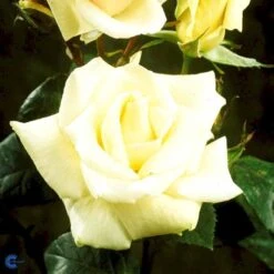 'White Nights'™ Rosa X 'White Nights'™ (Slyngrose) A-Kvalitet,- Barrods Roser Min. 3 Grene 13 'White Nights'™ Rosa X 'White Nights'™ (Slyngrose) A-Kvalitet,- Barrods Roser Min. 3 Grene -Osmoz Naturens Butik fi5320 rosa white nights poulaps n 4670