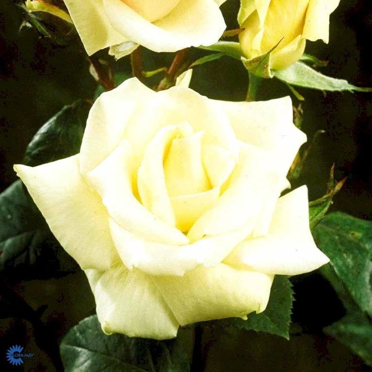 'White Nights'™ Rosa X 'White Nights'™ (Slyngrose) A-Kvalitet,- Barrods Roser Min. 3 Grene 8 'White Nights'™ Rosa X 'White Nights'™ (Slyngrose) A-Kvalitet,- Barrods Roser Min. 3 Grene - Billede 6