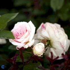 'White Nights'™ Rosa X 'White Nights'™ (Slyngrose) A-Kvalitet,- Barrods Roser Min. 3 Grene 11 'White Nights'™ Rosa X 'White Nights'™ (Slyngrose) A-Kvalitet,- Barrods Roser Min. 3 Grene -Osmoz Naturens Butik fi5320 rosa white nights poulaps n b03d
