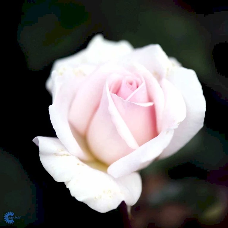 'A White Shade Of Pale' Rosa X 'A White Shade Of Pale' (Storblomstrende) A-Kvalitet,- Barrods Roser Min. 3 Grene 8 'A White Shade Of Pale' Rosa X 'A White Shade Of Pale' (Storblomstrende) A-Kvalitet,- Barrods Roser Min. 3 Grene - Billede 6