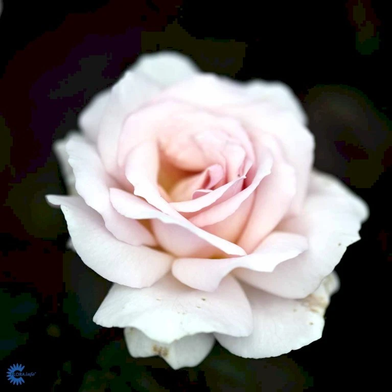 'A White Shade Of Pale' Rosa X 'A White Shade Of Pale' (Storblomstrende) A-Kvalitet,- Barrods Roser Min. 3 Grene 7 'A White Shade Of Pale' Rosa X 'A White Shade Of Pale' (Storblomstrende) A-Kvalitet,- Barrods Roser Min. 3 Grene - Billede 5