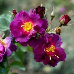 'Wild Rover' Rosa X 'Wild Rover' (Slyngrose) A-Kvalitet,- Barrods Roser Min. 3 Grene -Osmoz Naturens Butik fi5326 rosa wild rover 4b7f