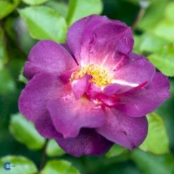 'Wild Rover' Rosa X 'Wild Rover' (Slyngrose) A-Kvalitet,- Barrods Roser Min. 3 Grene -Osmoz Naturens Butik fi5326 rosa wild rover e6ac