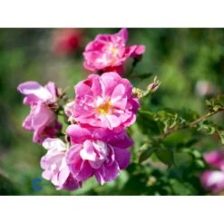 'William Baffin' Rosa X 'William Baffin' (Buskrose) A-Kvalitet,- Barrods Roser Min. 3 Grene -Osmoz Naturens Butik fi5332 rosa william baffin 0f2c