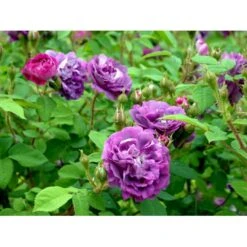 'William Lobb' Rosa Centifolia Muscosa 'William Lobb' (Mosrose) A-Kvalitet,- Barrods Roser Min. 3 Grene -Osmoz Naturens Butik fi5334 rosa william lobb 7b9b