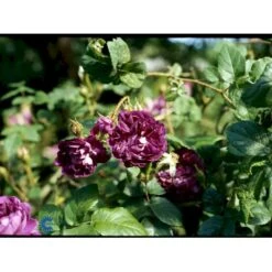 'William Lobb' Rosa Centifolia Muscosa 'William Lobb' (Mosrose) A-Kvalitet,- Barrods Roser Min. 3 Grene -Osmoz Naturens Butik fi5334 rosa william lobb e5ee