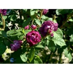 'William Lobb' Rosa Centifolia Muscosa 'William Lobb' (Mosrose) A-Kvalitet,- Barrods Roser Min. 3 Grene -Osmoz Naturens Butik fi5334 rosa william lobb eccd