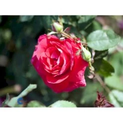 'Winnipeg Parks' Rosa X 'Winnipeg Parks' (Buskrose) A-Kvalitet,- Barrods Roser Min. 3 Grene -Osmoz Naturens Butik fi5338 rosa winnipeg parks f34a