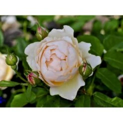 'Wollerton Old Hall'™ Rosa X 'Wollerton Old Hall'™ (Engelsk Rose) A-Kvalitet,- Barrods Roser Min. 3 Grene -Osmoz Naturens Butik fi5343 rosa wollerton old hall 3550
