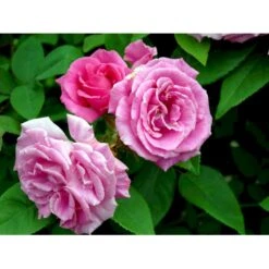 'Zéphirine Drouhin' Rosa Bourboniana 'Zéphirine Drouhin' (Bourbonrose) A-Kvalitet,- Barrods Roser Min. 3 Grene -Osmoz Naturens Butik fi5353 rosa zephirine drouhin ecc4