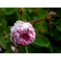 'Salet' Rosa Centifolia Muscosa 'Salet' (Mosrose) A-Kvalitet,- Barrods Roser Min. 3 Grene -Osmoz Naturens Butik fi5399 rosa centifolia muscosa d6dc