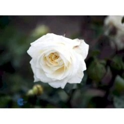 'Claus Dalby'™ Rosa X 'Claus Dalby'™ (Storblomstrende) A-Kvalitet,- Barrods Roser Min. 3 Grene -Osmoz Naturens Butik fi5416 rosa claus dalby poulht009 n 105c