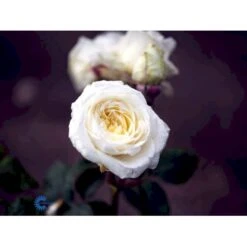 'Claus Dalby'™ Rosa X 'Claus Dalby'™ (Storblomstrende) A-Kvalitet,- Barrods Roser Min. 3 Grene -Osmoz Naturens Butik fi5416 rosa claus dalby poulht009 n 70e4