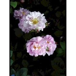 'Celsiana' Rosa Damascena 'Celsiana' (Damascenerrose) A-Kvalitet,- Barrods Roser Min. 3 Grene -Osmoz Naturens Butik fi5419 rosa damascena celsiana adab