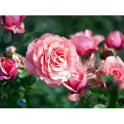 'Elaine Paige'™ Rosa X 'Elaine Paige'™ (Storblomstrende) A-Kvalitet,- Barrods Roser Min. 3 Grene -Osmoz Naturens Butik fi5425 rosa elaine paige tm 0aee